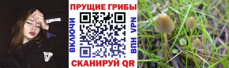 Псилоцибиновые грибы GOLDEN TEACHER  Талдом 